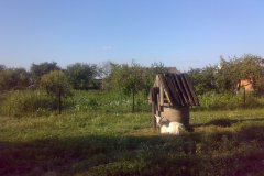 Belz-51