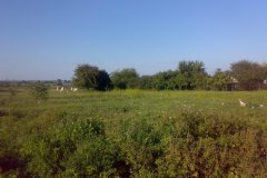 Belz-cmentarz-zydowski-15